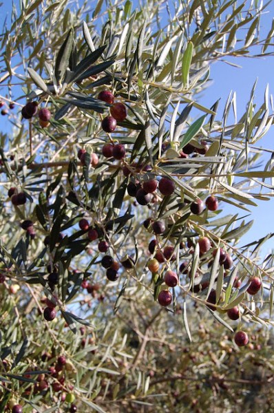Olives on tree